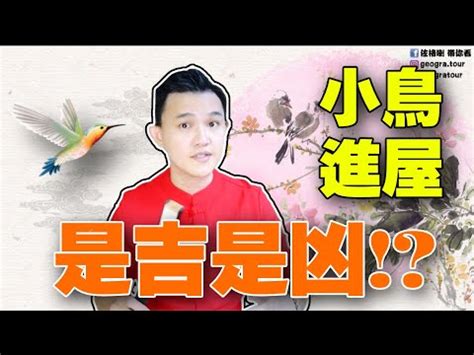 雀鳥飛入屋|【麻雀飛到陽台】麻雀飛到我家陽台，是吉還兇？揭秘5種鳥飛入。